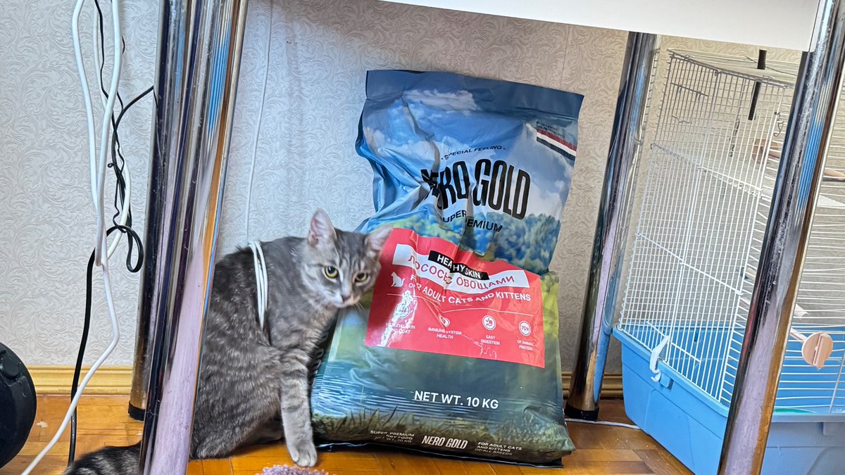 indigo_5alfa's tweet photo. Когда твой кот идиот. #кошки #котики https://t.co/ubpLPrmAcU