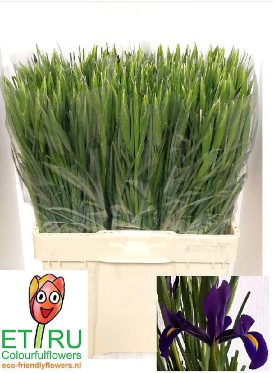 Haal een vleugje buitenland in huis met deze Hong Kong 🇭🇰  irissen uit de West Friese klei ! Een schitterende donker paarse iris met grote bloemblaadjes en sterk geurend op de vaas. 🟣 #flowersfromlutjebroek. 🇳🇱