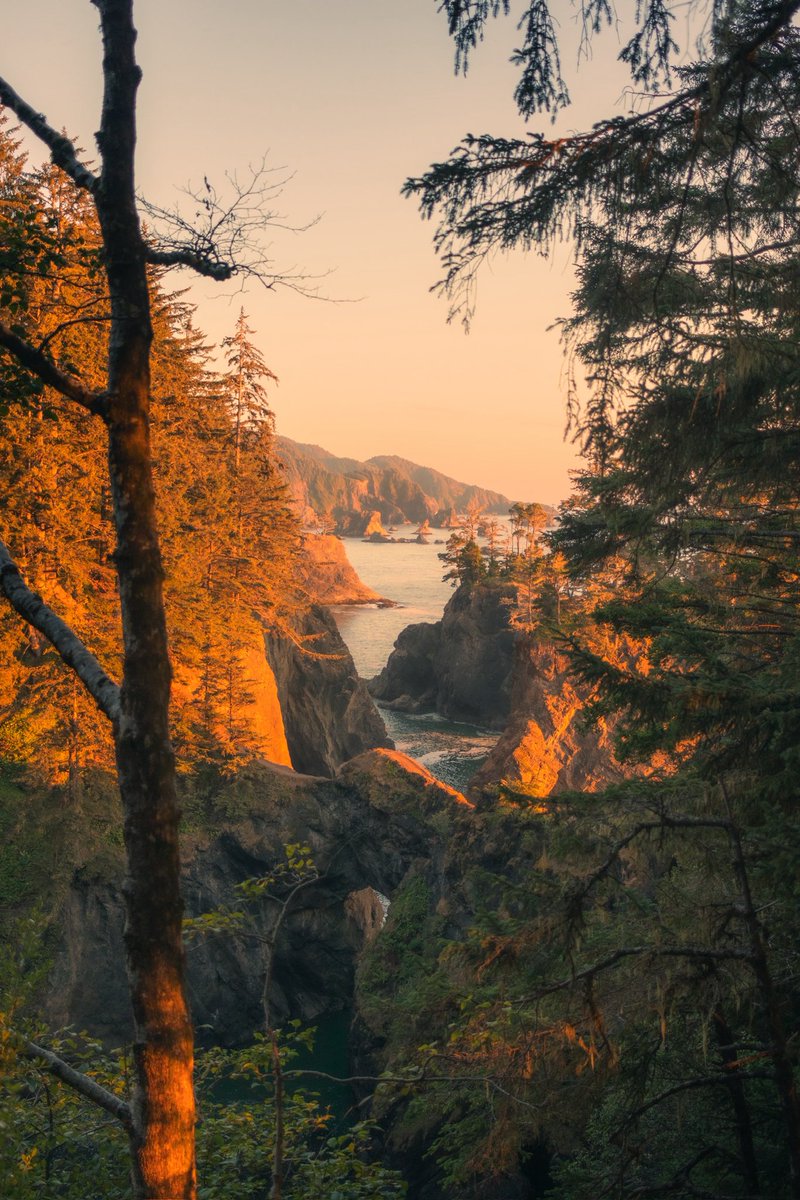 baker_vp's tweet photo. Not much can beat golden hour at Natural Bridges. These were taken tucked away on 
the trail 

#photography #pnw #oregon https://t.co/lU9LIazwe1