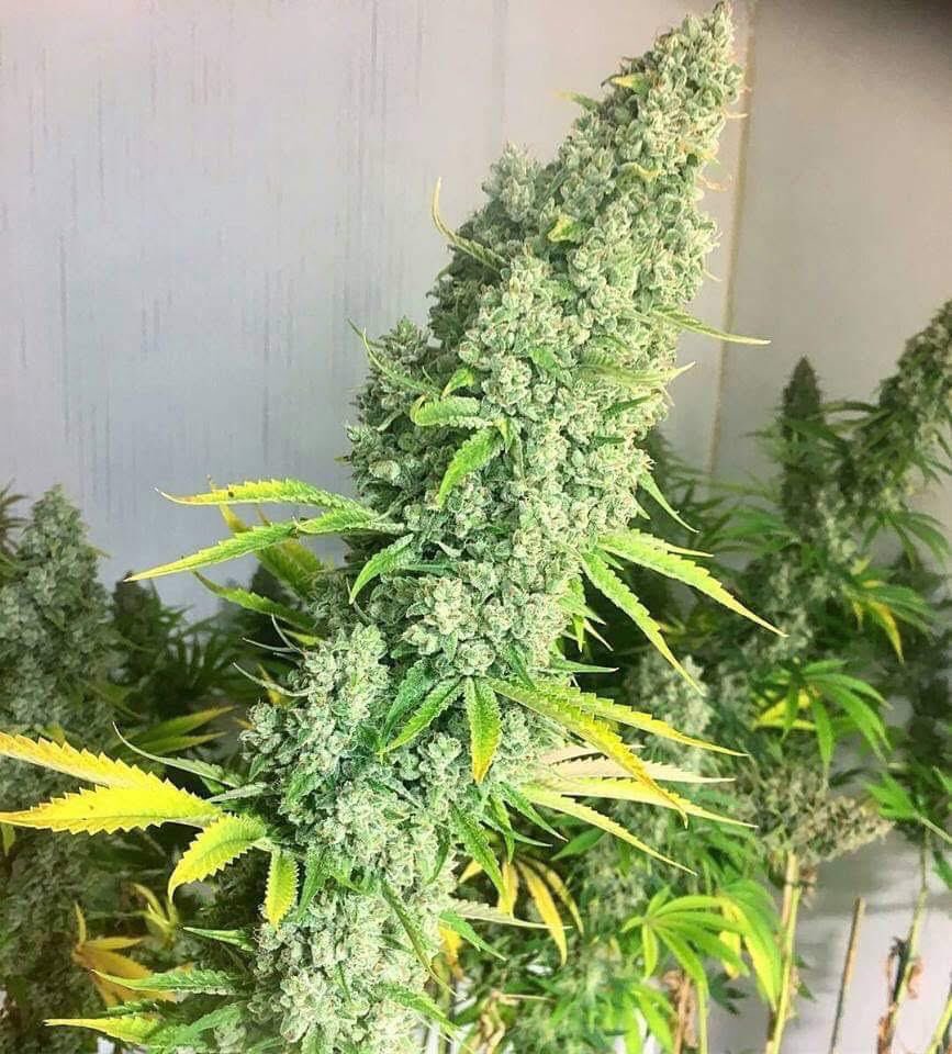 kushmatt_'s tweet photo. White Rundz 🚀

https://t.co/h4ACoxBFtI https://t.co/N1f4WyFz7a
