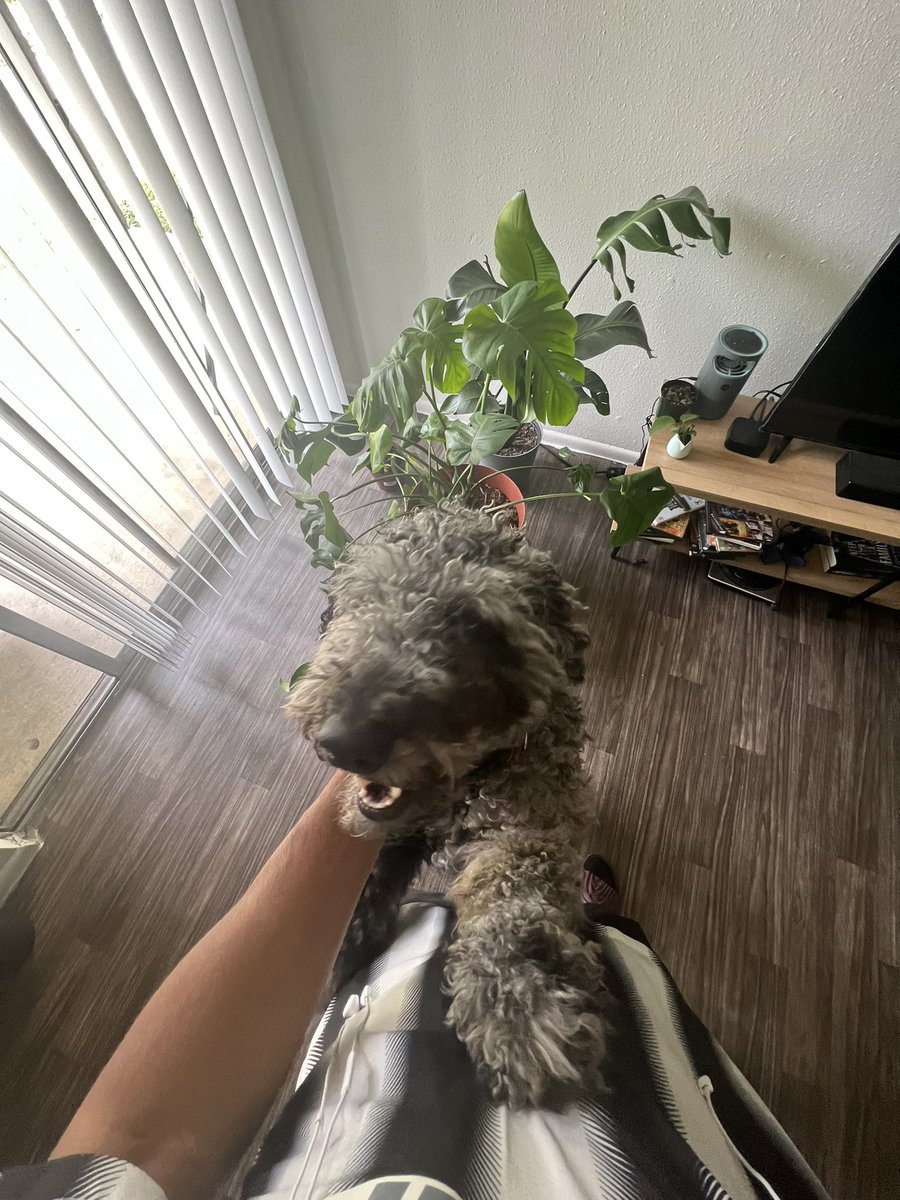 All dogs love me pt. 926494