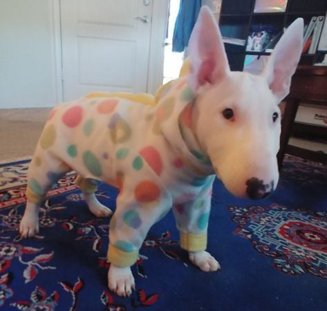 out of context dogs (@contextdogs) on Twitter photo 
