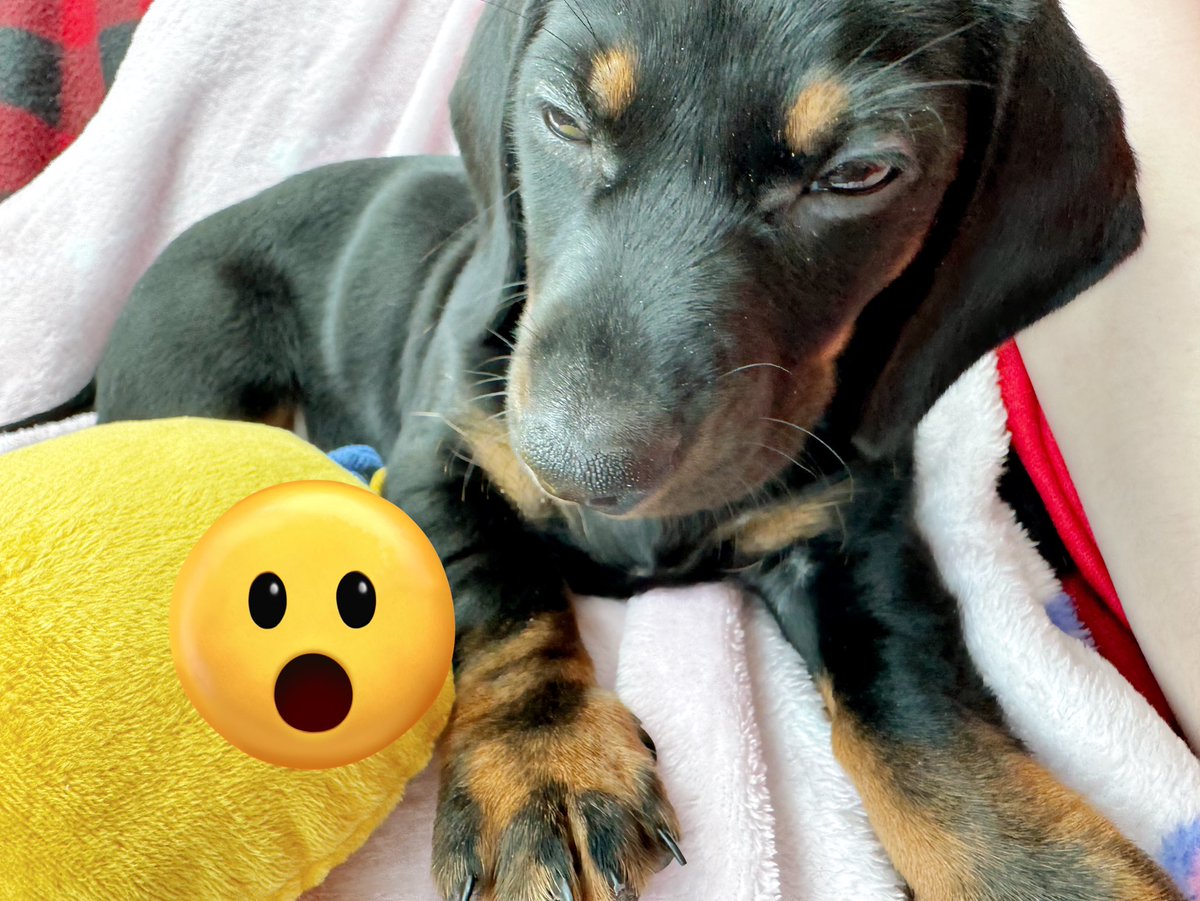 why is my puppy looksmaxxing