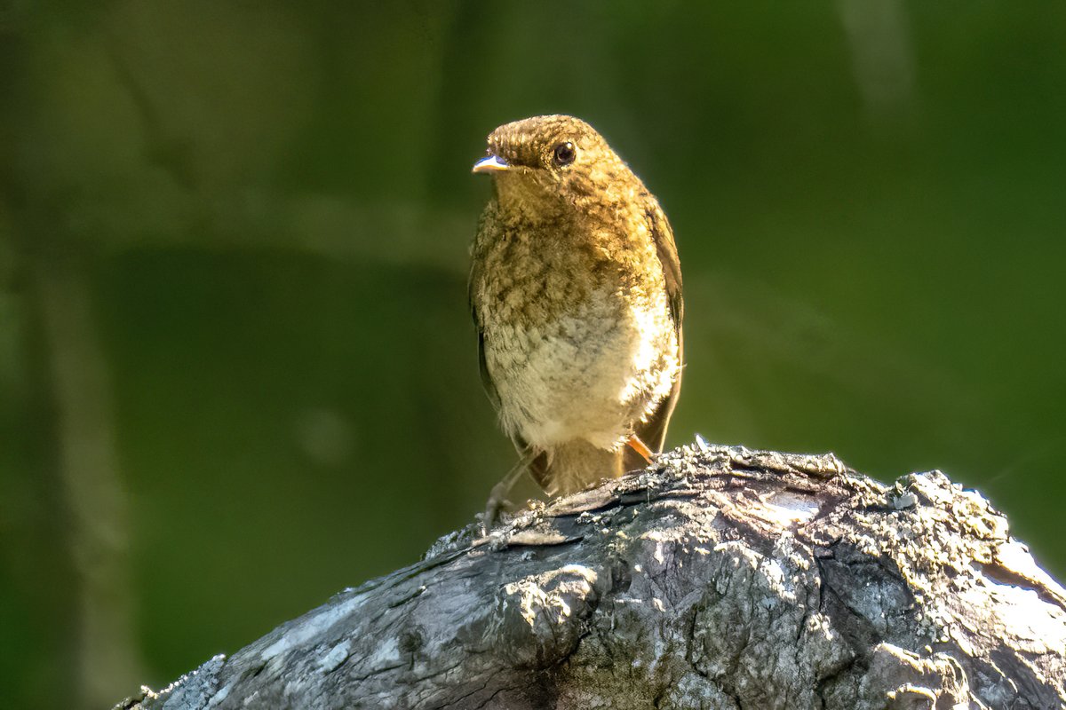 greylands22's tweet image. Juvenile Robin