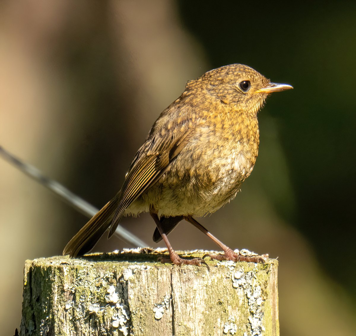 greylands22's tweet image. Juvenile Robin