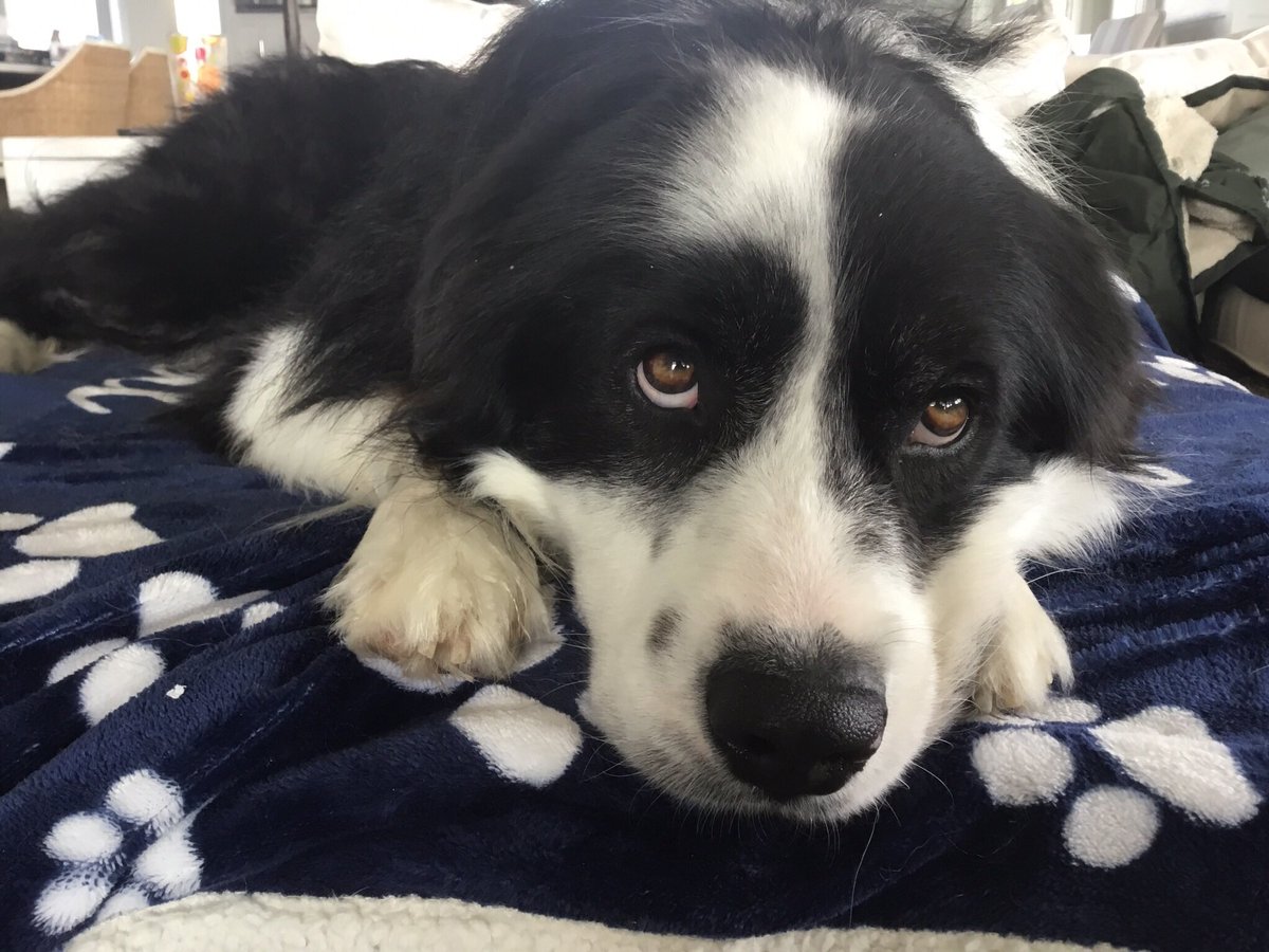 Was sitting at my desk &amp; had an epiphany about an idea I wanted to write about. Then I remembered I had one very ripe mango in the refrigerator that would go bad if it wasn’t eaten today, so…

Back at my desk, &amp; the idea is gone. I fear I’m hanging out with my dog too much.