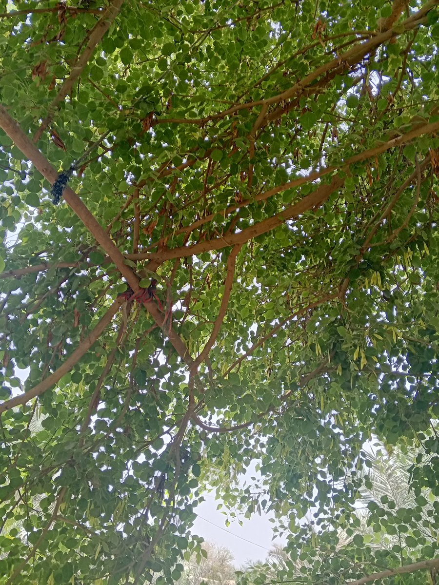 xxx sex leak tweet media