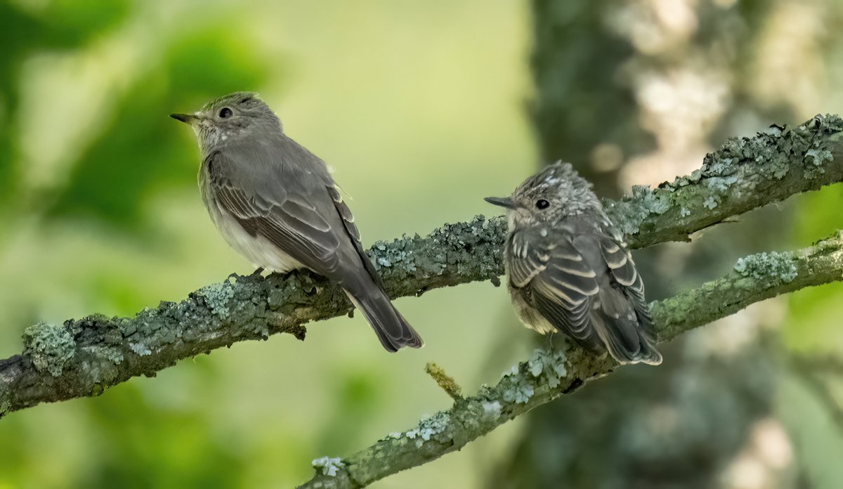 greylands22's tweet image. Spotted Flycatchers @DurhamBirdClub @teesbirds1 @RSPBbirders