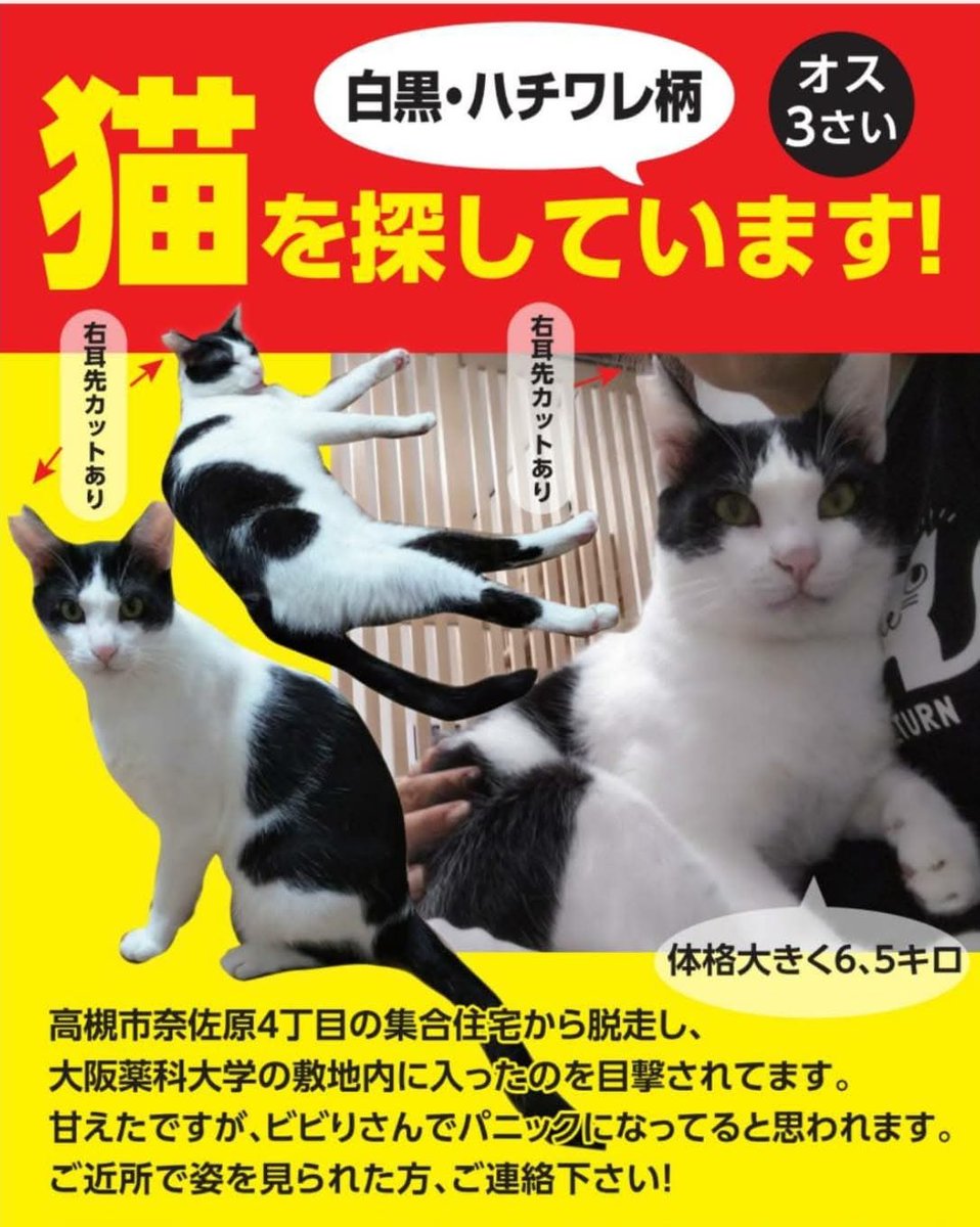 kurochan5110 (@kurochan_5110) on Twitter photo 