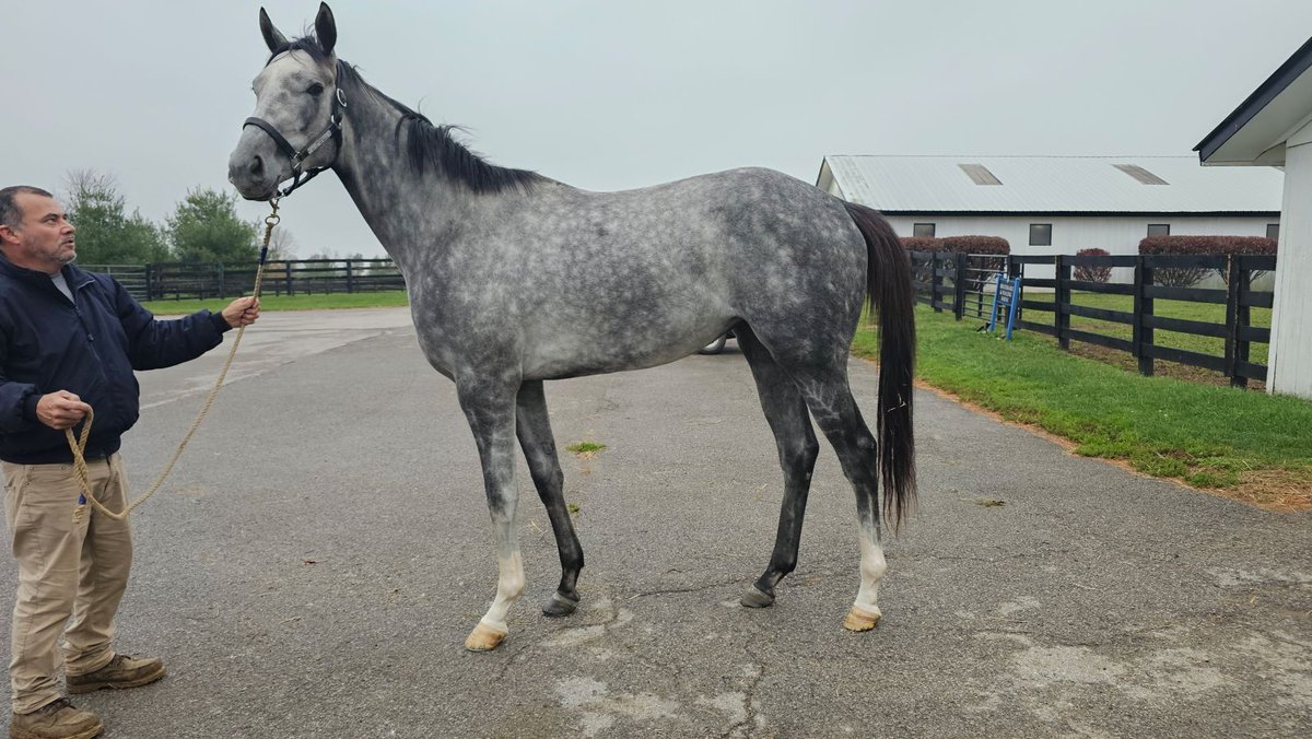Endeavor Farm KY (@endeavorfarmky) on Twitter photo Congratulations to Winfinity and Dream Big Racing on the fantastic win today in the Miss Disco Stakes at <a href="/ColonialDowns/">Colonial Downs Racetrack</a>! Another stakes victory for this beautiful filly! <a href="/ortizracing/">john ortiz</a> <a href="/_benacurtis/">Ben Curtis</a> Congratulations to Winfinity and Dream Big Racing on the fantastic win today in the Miss Disco Stakes at <a href="/ColonialDowns/">Colonial Downs Racetrack</a>! Another stakes victory for this beautiful filly! <a href="/ortizracing/">john ortiz</a> <a href="/_benacurtis/">Ben Curtis</a>