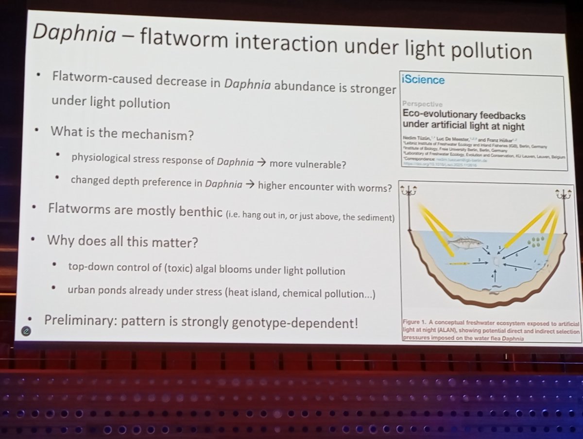 Last day #sebconference. Talk by <a href="/Nedim_Tuzun/">Nedim Tuzun</a> on effects of #lightpollution on Daphnia and it's parasite. 
- flatworms decrease abundance of Daphnia under #ALAN, 
- question that remains how can this reflect on food chain of urban freshwater ecosystem, already under pressure?