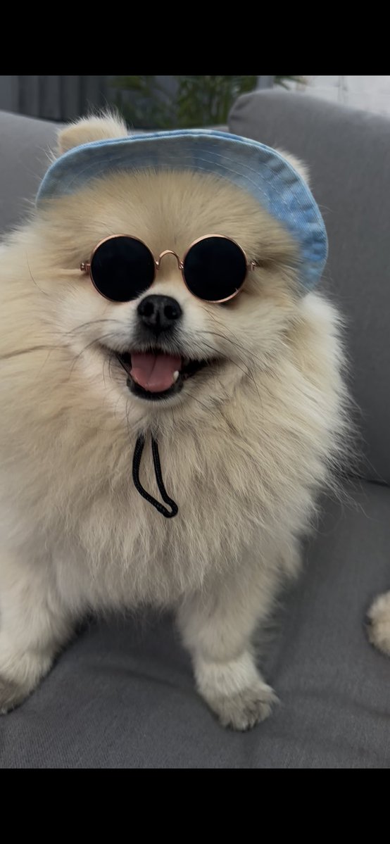 ColletteWalsh's tweet image. You’ve no idea how many cheese treats this took !! Archi is mad for it !! listening to @oasis from the back garden … nice n coooool … channeling some @liamgallagher swagger … his bro Anton didn’t want to wear his bucket hat 😆 #oasis #HeatonPark #oasisheatonpark #liamgallager…