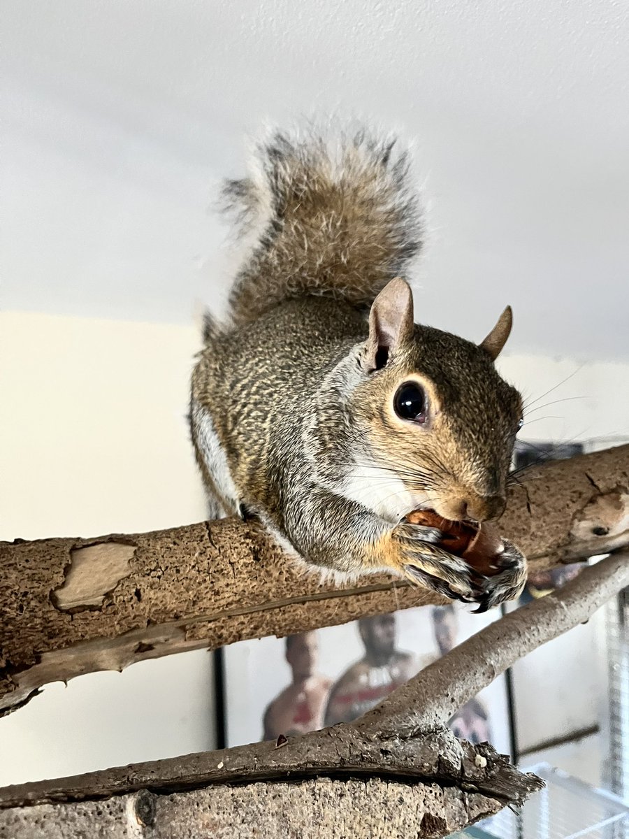 AllumPaul's tweet image. Our lovely Reggie 🩶🐿️🐿️🐿️🐿️ hitchinsquirrelrescue.co.uk