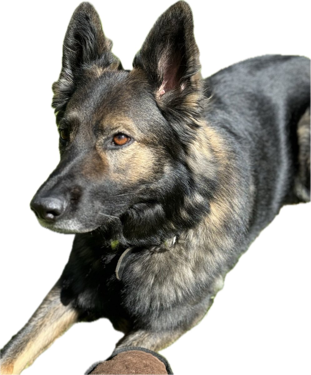 RPDBelle's tweet image. My serious face!