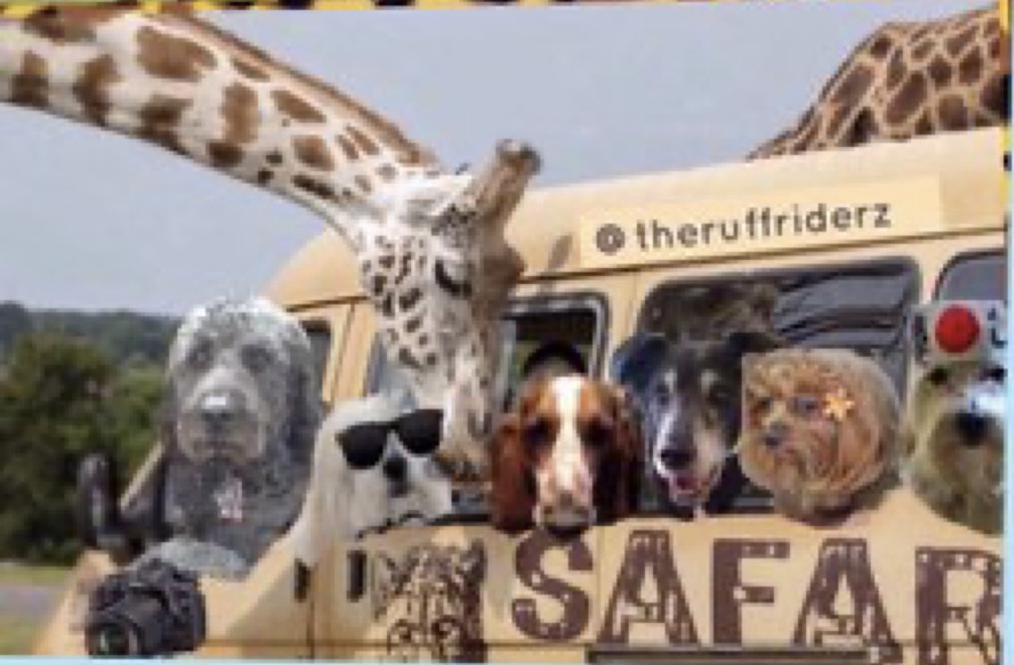 A4 and I know Bella loved Australia and I loved this flyer she made for South Africa 2/2 #theruffriderz #otlfp