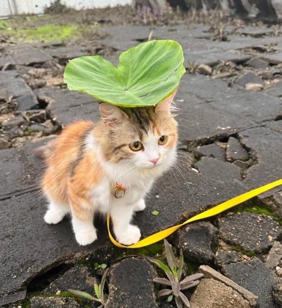 A cat that looks like it came out of a Ghibli movie