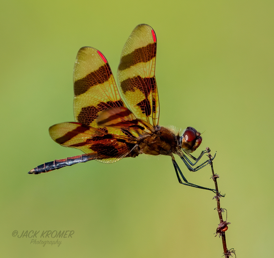 Dragonfly looking like a pole vaulter at Minsi Lake.
July 2025