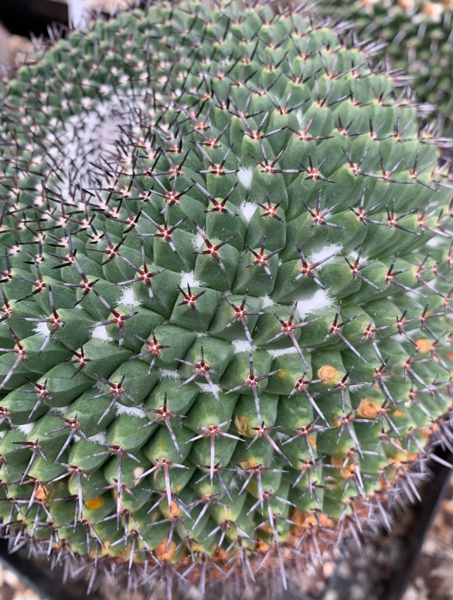 Mammillaria gigantea