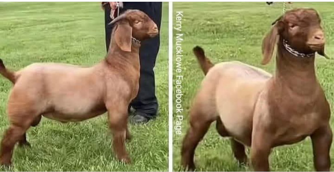 Muslim Goathub……