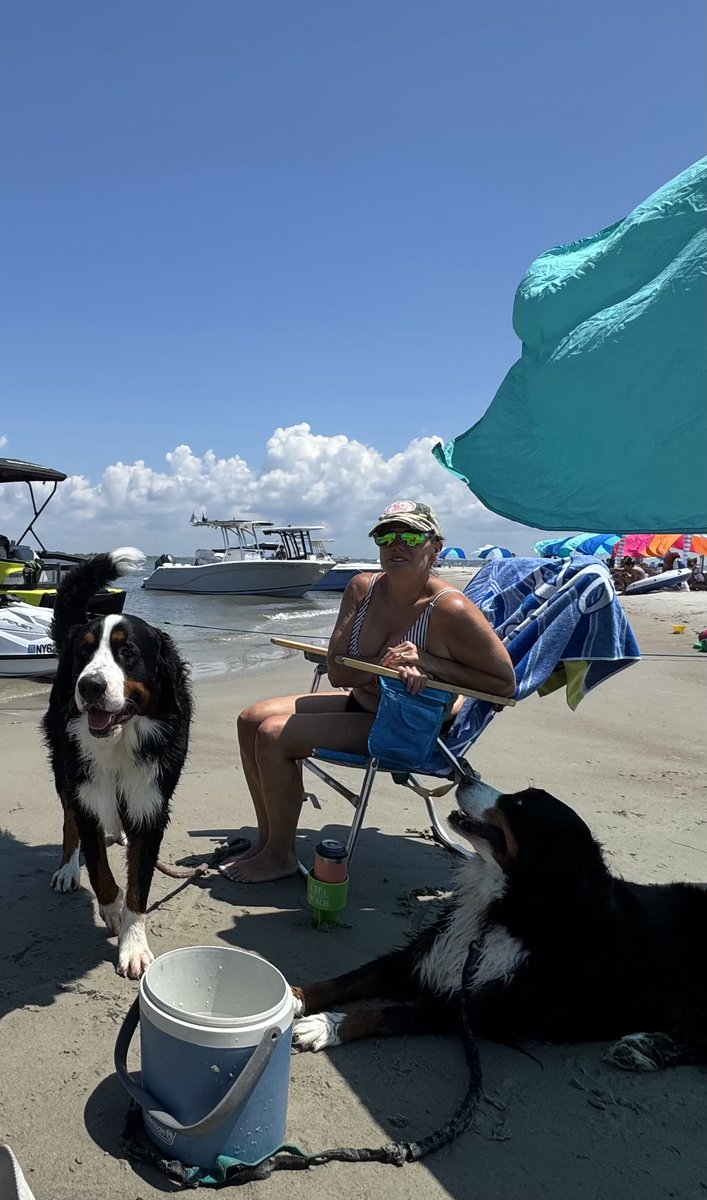 Willow and Buckeye made it to Bogue Inlet today. Gorgeous day to have your paws in the sand!  #bernesemountaindogs