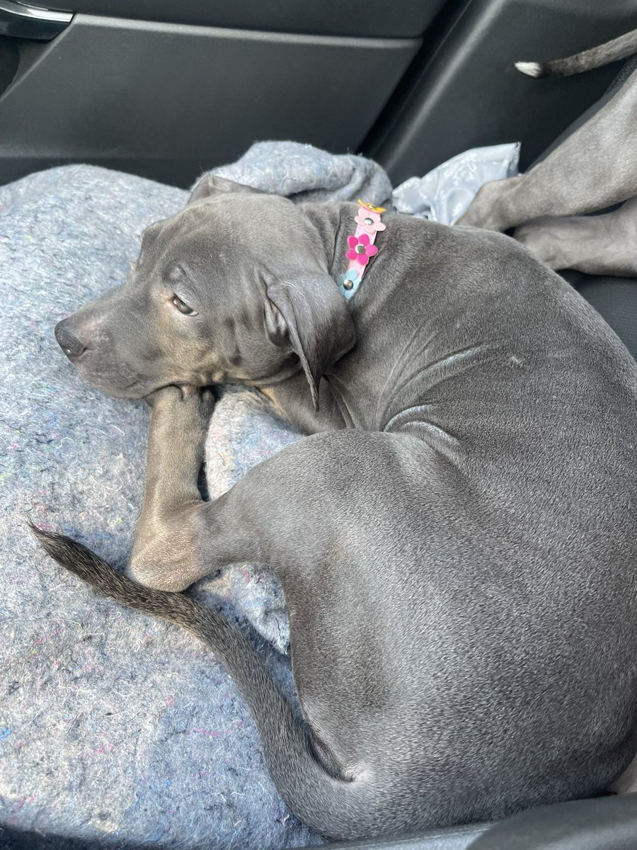 jaedangelique's tweet photo. I have two female pups needing their “furever” home.

These are my LAST two pups. I would like to have them gone before next week. Accepting best offers✨

📲469-882-1246 if seriously interested.

📍Dallas Area https://t.co/f2P03nkl1M