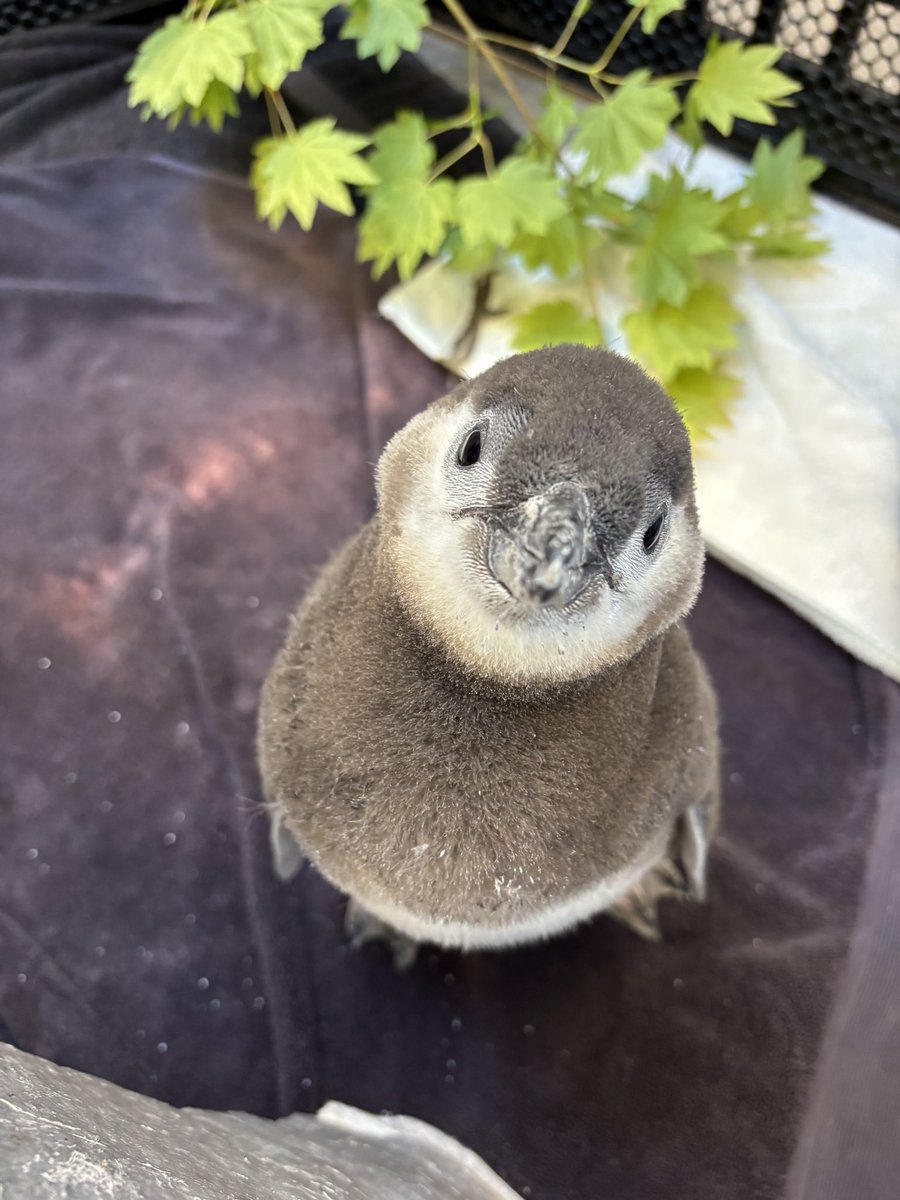 PtDefianceZoo's tweet image. 🐧 Just a fluffy hello from one-month-old penguin chick Pedro! 👋
📸: Keeper Russell