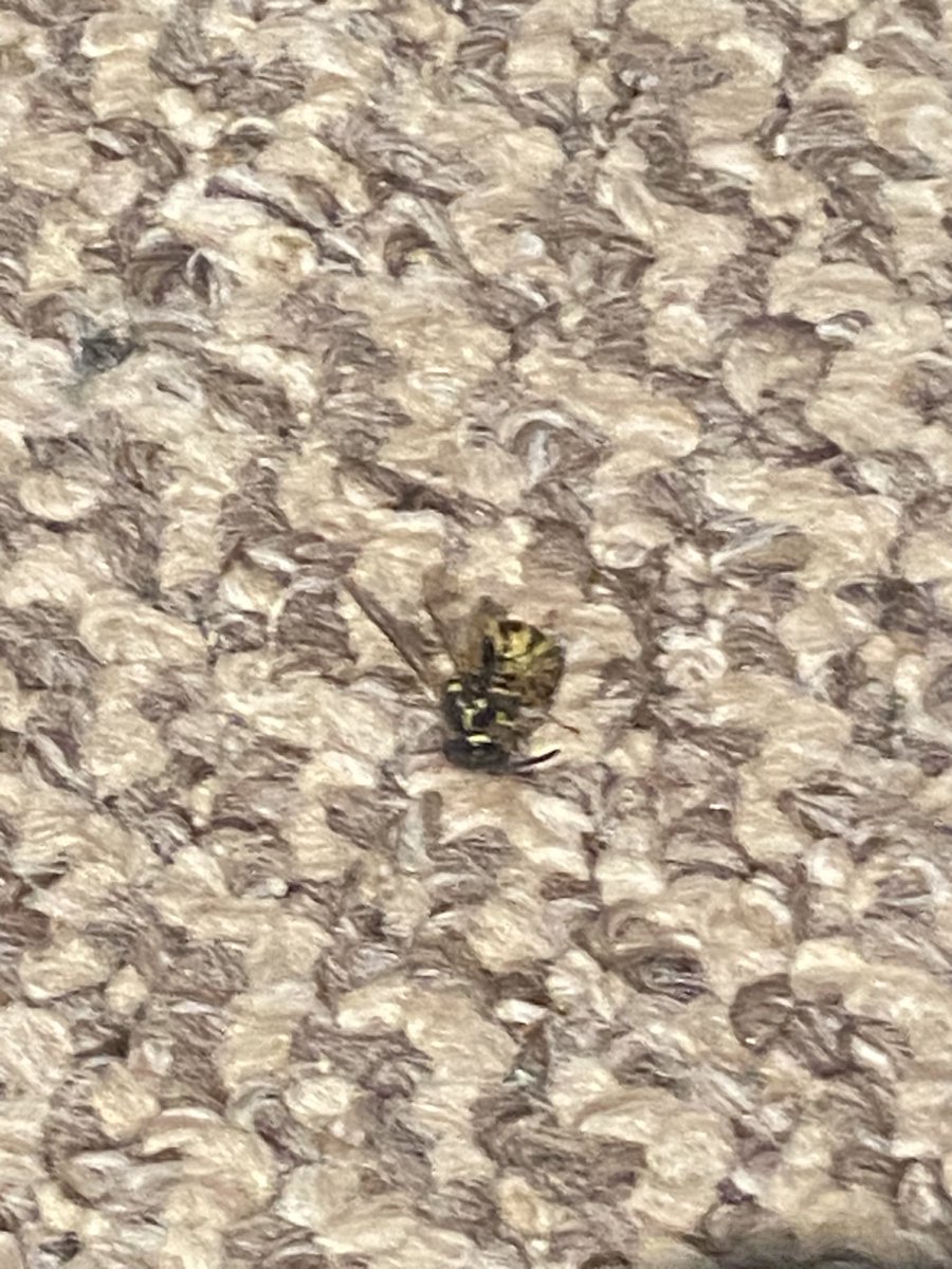 I was watching a video about wasps and one just flew into my living room and fucking stung me? Alright, keep your secrets then you flying bastards.