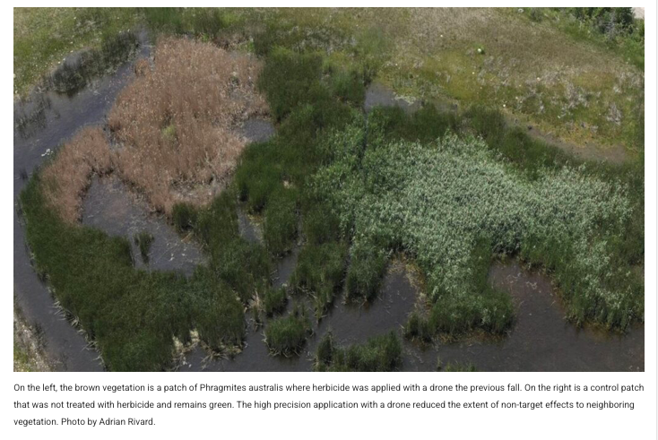 WorldofWeeds's tweet image. Drones to the rescue! A single herbicide #drone application cut invasive #Phragmites by 99%, with minimal off-target damage & signs of native regrowth. A win for #wetlands! 🌿
🔗 wssa.net/2025/07/drone-…
#WSSA #weedscience #UAV #wetland #drones #weedmanagement #invasiveplants