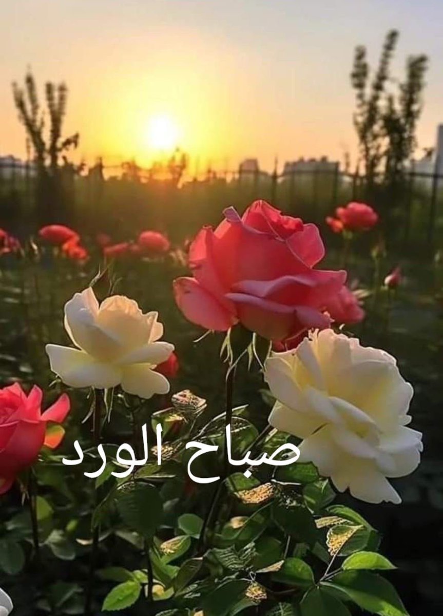 “حين تؤمن بقدراتك، تتغير نظرتك للعقبات، وتصبح التحديات فرصًا للتميز.” 🌱
#صباح_الورد
