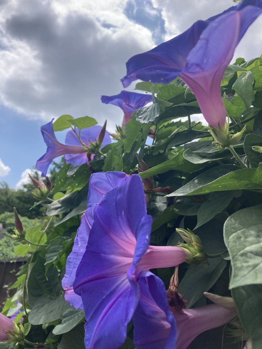 #那古野茶屋
#金シャチ横丁

お昼にイマイチ時間ないから、朝がっつりいただきます🙏

道中アサガオ咲いてた。
夏☀️