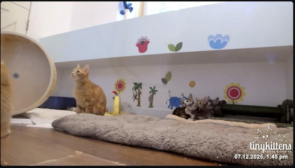 gosteady's tweet image. #TinyKitten 最近Saxonが人間来る気配感じるとこうやって待ち構えてるのが可愛い。
youtube.com/watch?v=8iGikz…