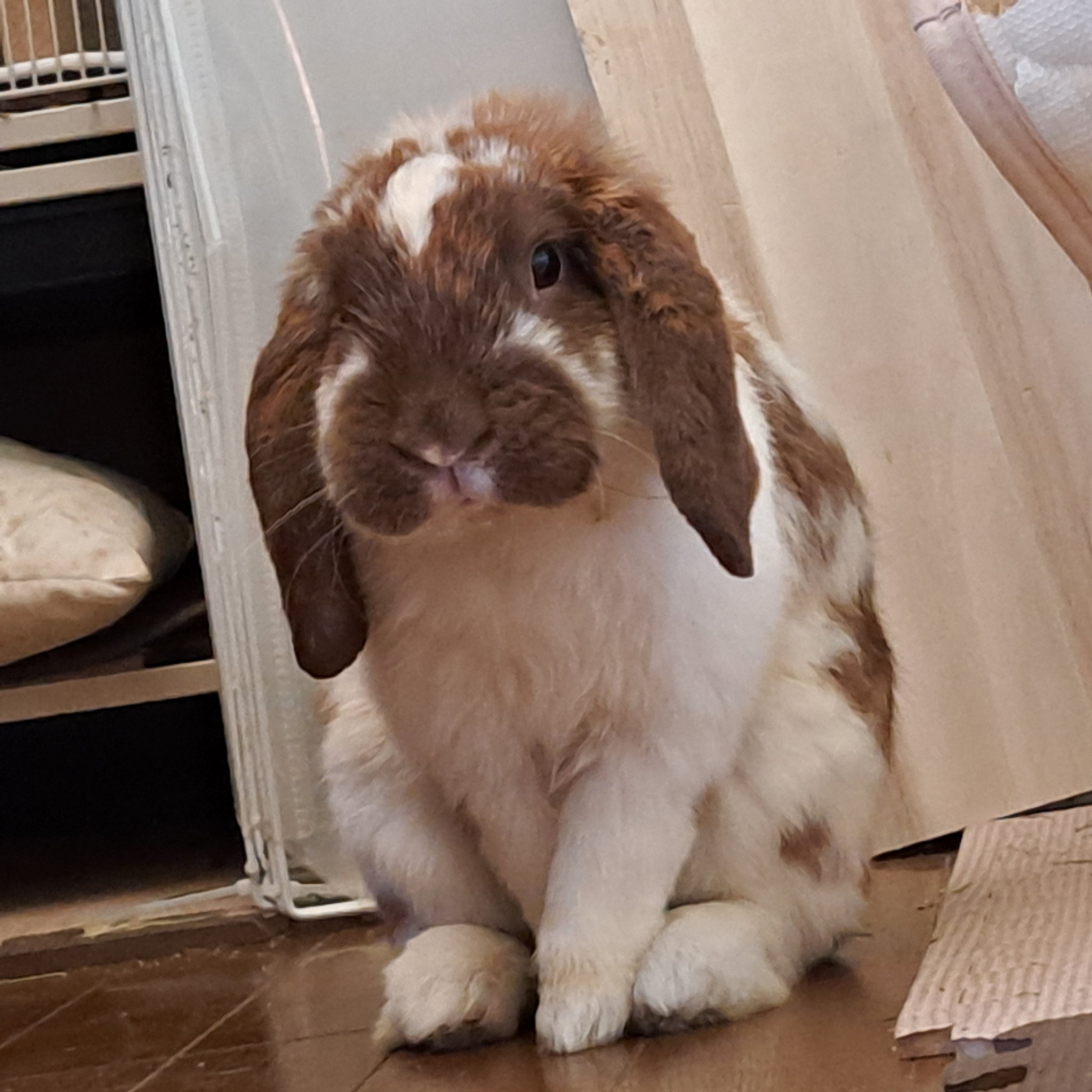 うさぎです 少しいい大きいスウェット ウサギ｜ウサギがいる｜CUNE ONLINE STORE