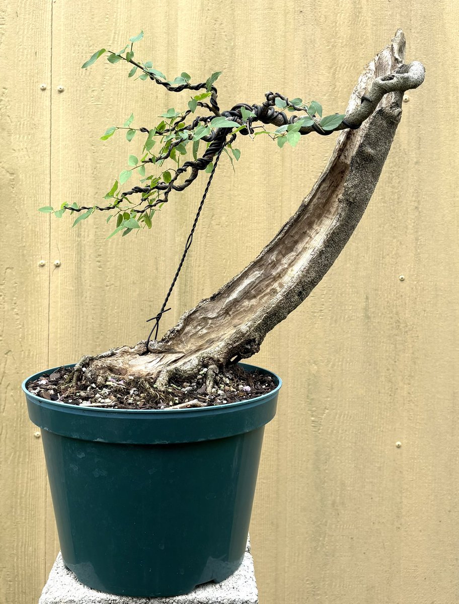 Emblem Bonsai tweet media