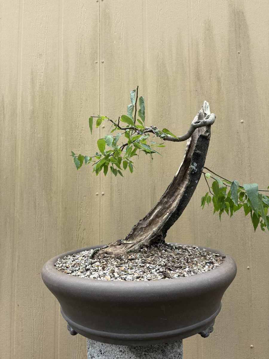 Emblem Bonsai tweet media