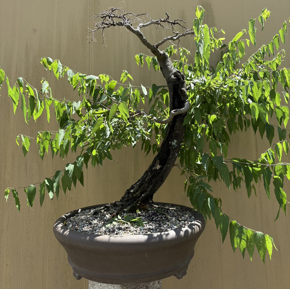 Emblem Bonsai tweet media