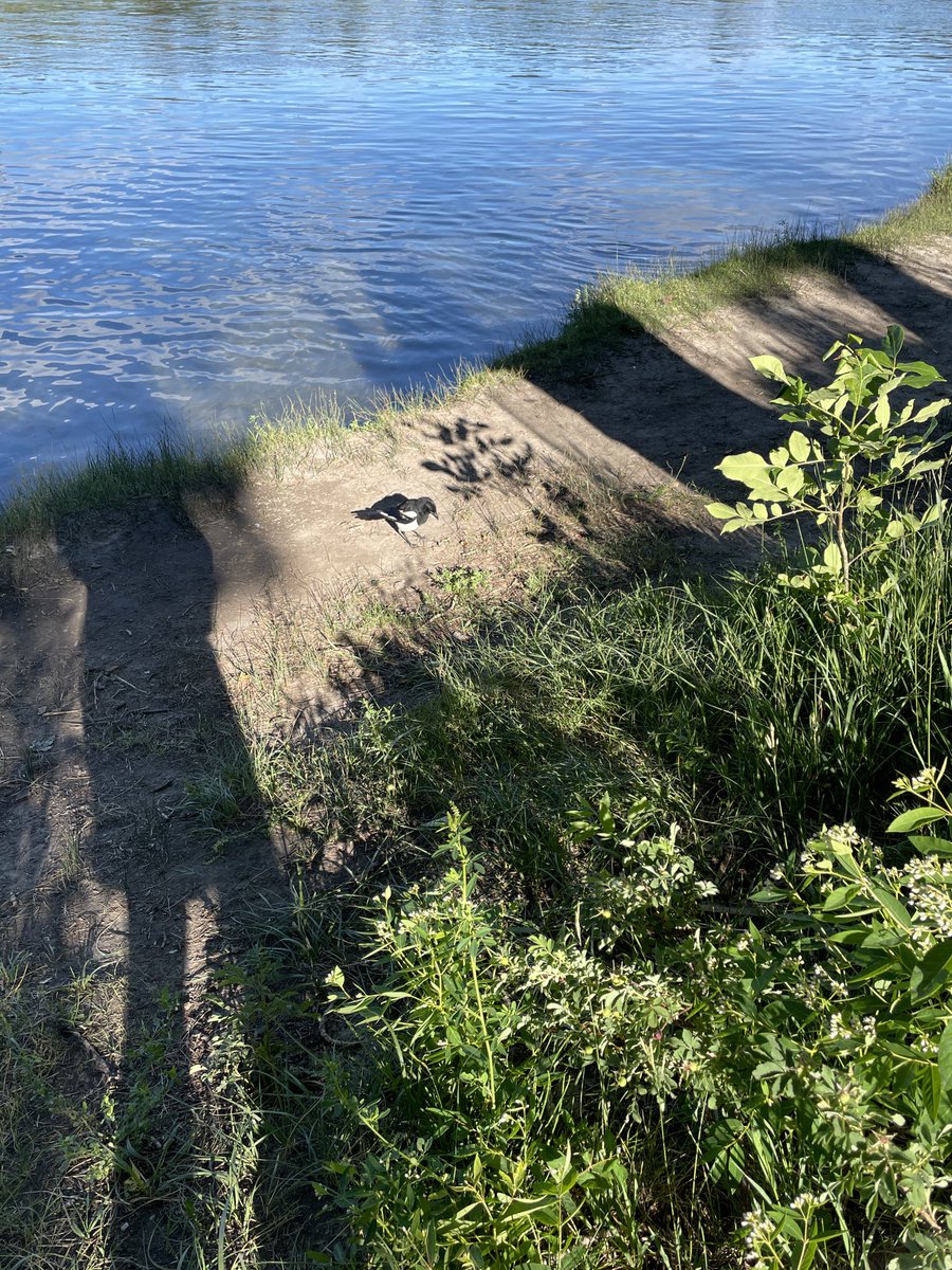 SLB_211's tweet image. Me and my shadow… 
#Magpies