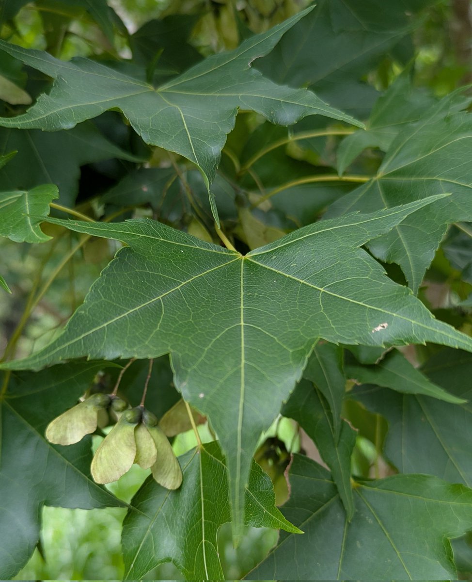 TaiwanStone's tweet image. 青楓、青槭、雞柔、中原氏掌葉槭。