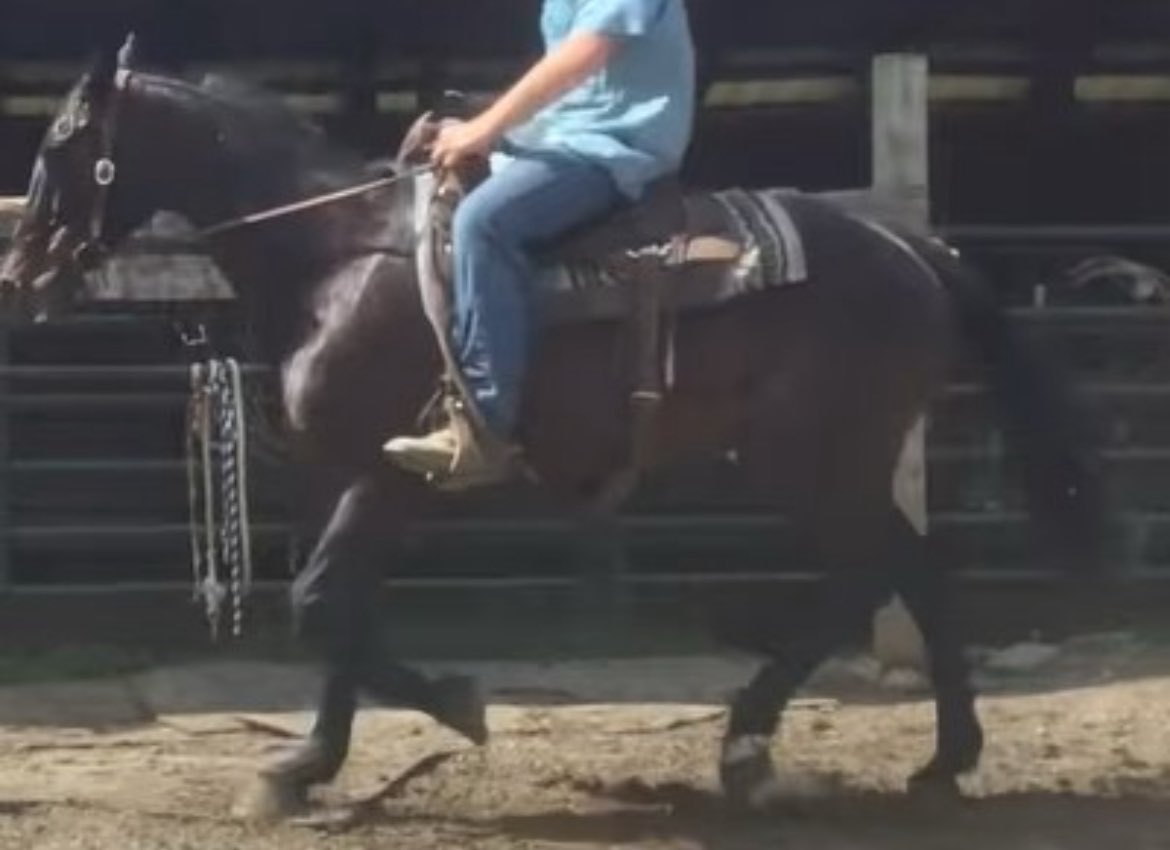 😢Donations have stalled for Memo. This hardworking handsome fellow ships Monday night. Let’s get his donations going again. Please donate and share! Let’s keep him from shipping! 5-10-20 will help. ❤️‍🩹5️⃣7️⃣5️⃣ paypal.com/donate?campaig…
