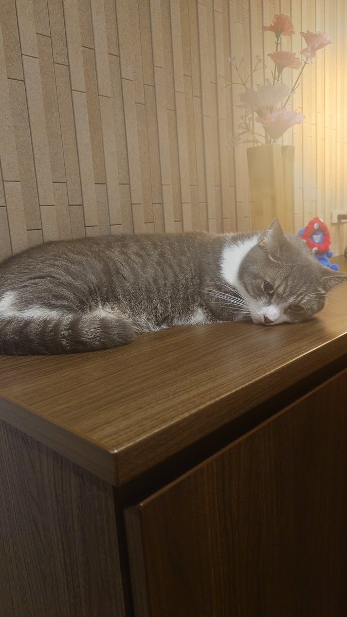 おはよ
#猫
#猫のいる暮らし𓏲𓎨 
#猫好きさんと繋がりたい𓏲𓎨