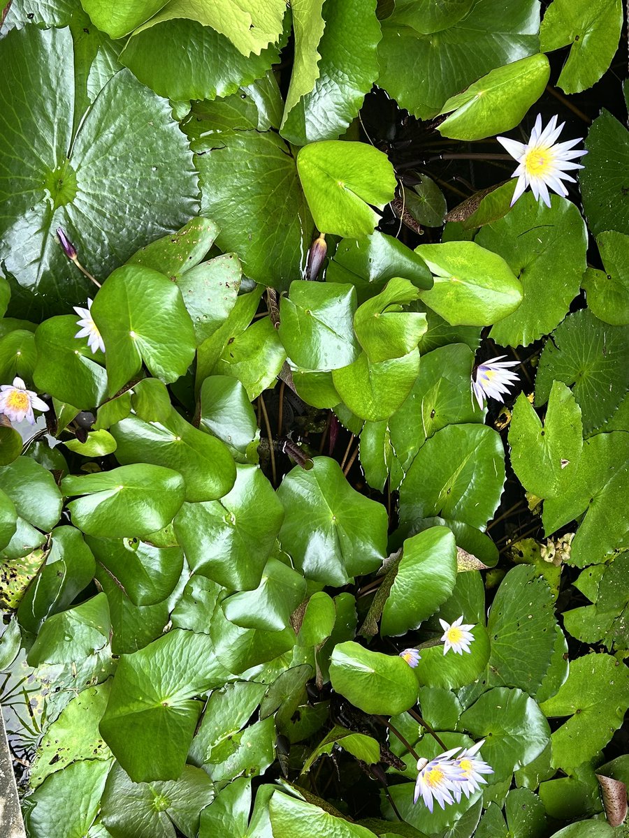 שבוע טוב 
🪷🙏🏻🌸