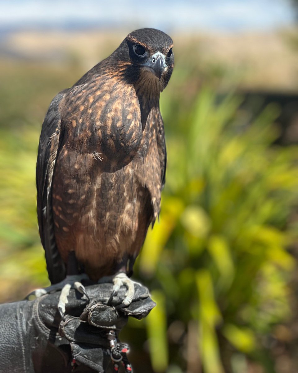 Lake Chalice is proud to support the Kārearea Falcon Trust’s rehabilitation programme by hosting a hack box on our Eyrie Vineyard. This initiative helps falcons safely transition back into the wild, and in turn, their presence helps protect our vines by naturally deterring pests.