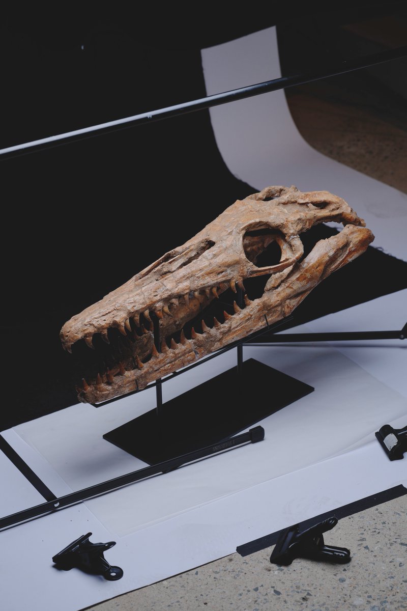 海のモンスター「モササウルス」の実物化石です。自社デザインによる