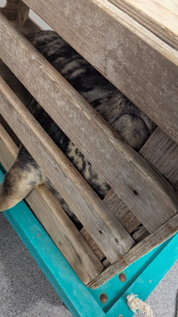 PankaSealNurse's tweet image. Moana is going home!
He did not want to get in the release box🙈 we had to wait almost 20 minutes for him to move and as he is 55 kg it was a bit hard to move him🤪
But he is back home where he belongs!🦭
#アザラシ幼稚園
#WEC