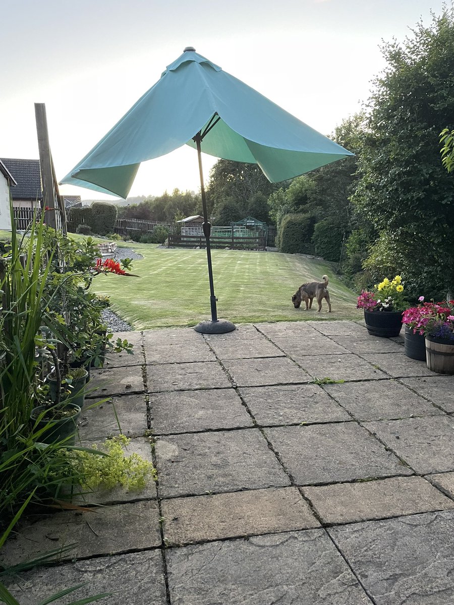 That’s better pals. Sun has set and it’s balmy here at 10.30pm😁 I’m all geared up on Labrador patrol waiting for them to pass along my boundary fence