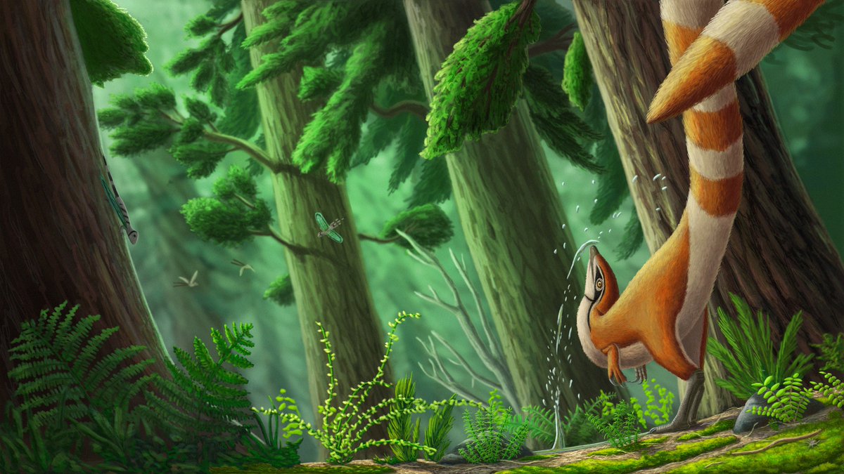 I'm back after one month. Here is a Sinosauropteryx prima washing itself in a small patch of water in the forest.
#paleoart #SciArt #dinosaur #yixian #china #cretaceous