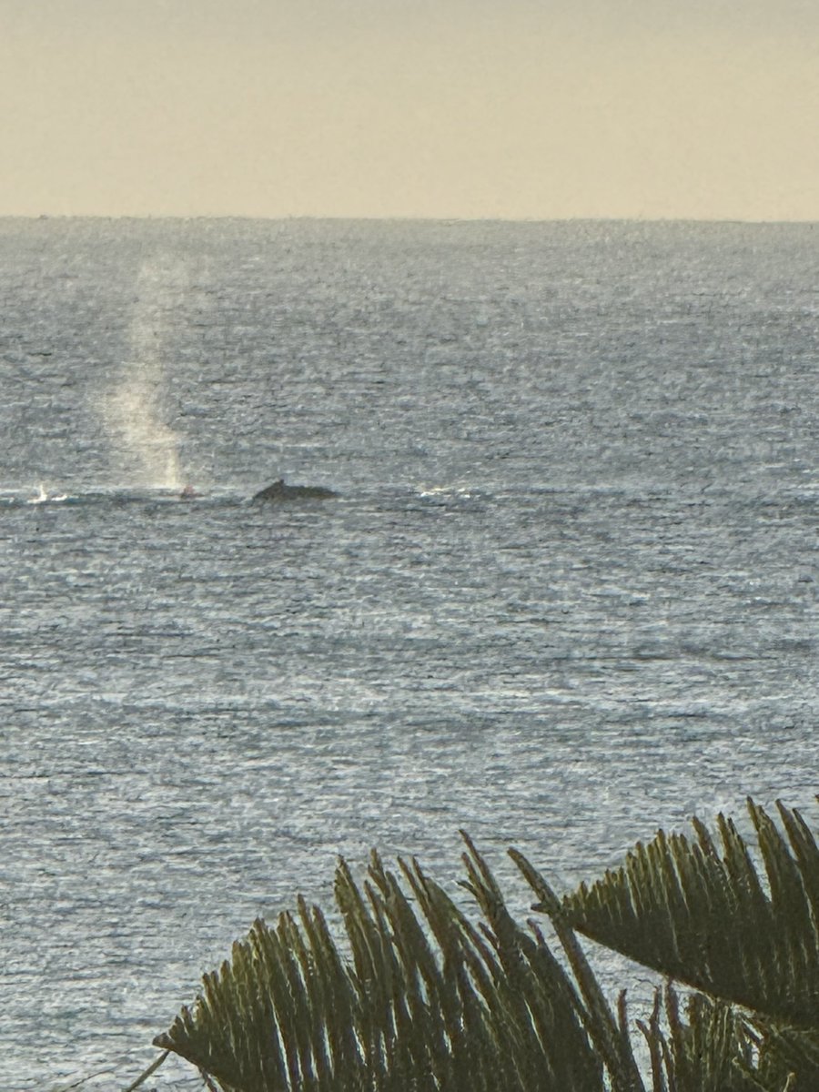 Hotgroves's tweet photo. @LukeBradnam hey Luke, there is a whale stuck in the nets outside surfers paradise surf club. SeaWorld are aware but wish they would hurry, the whale looks so tired. Please help https://t.co/X8ik8vBstZ