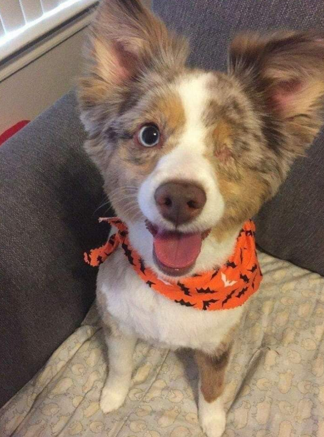 Best in Dogs tweet media