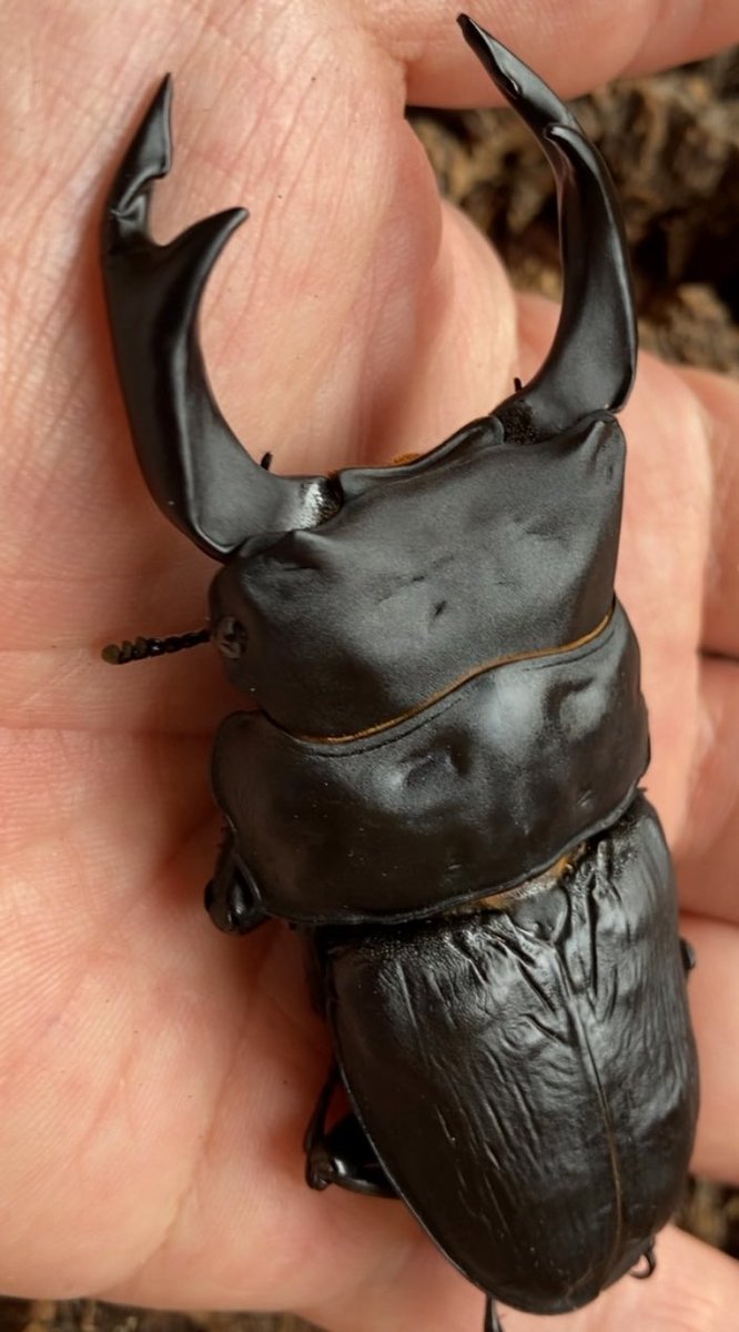 dorcuschone1067's tweet image. そしてレイティング数値No.1がこちら。
同じく24年度2番(24-KU-214)。40.5gから無事羽化してくれました。頭幅が31mmを越え大顎の張出しがあり、掌に乗せた際の存在感は別格。途中推移含めて満足しています。レイティング系統として、縦に横にと迫力ある累代を目指します!
ameblo.jp/nara-kuwa/entr…