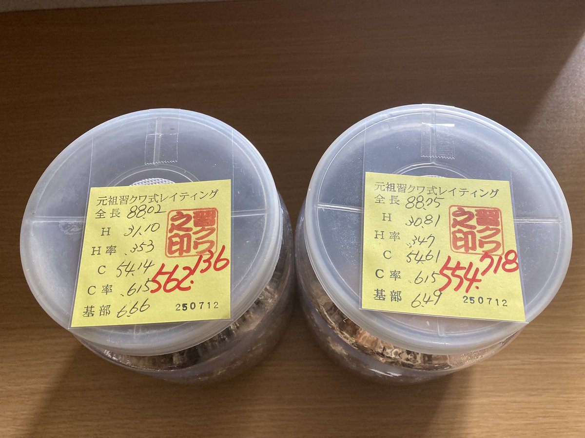 dorcuschone1067's tweet image. そしてレイティング数値No.1がこちら。
同じく24年度2番(24-KU-214)。40.5gから無事羽化してくれました。頭幅が31mmを越え大顎の張出しがあり、掌に乗せた際の存在感は別格。途中推移含めて満足しています。レイティング系統として、縦に横にと迫力ある累代を目指します!
ameblo.jp/nara-kuwa/entr…