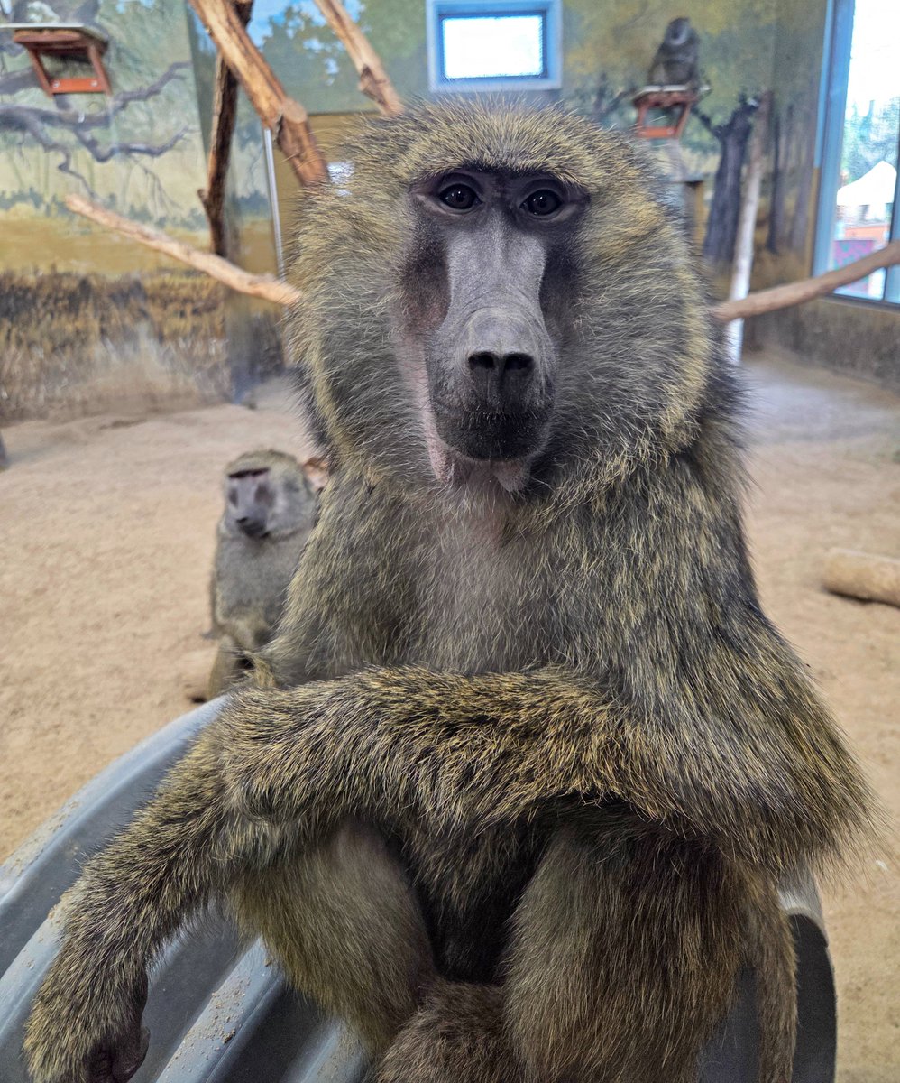 ZooBoise's tweet image. Baboons are highly social primates that live in groups called troops. They communicate through vocalizations, facial expressions, and grooming behaviors. Watching them interact is a great way to see just how complex and connected their social lives really are.